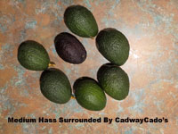 Hass avocado surrounded by Cadwaycado avocados